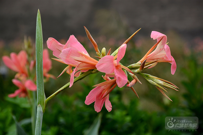 在这里，美人蕉是风姿绰约，临水而开，点缀着大片绿色。漫步其中，只觉得，时光不语，陌上花开。（网友捕风捉影摄于石湾湿地公园）