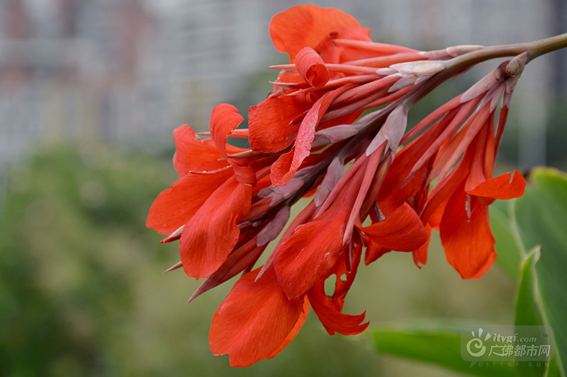 在这里，美人蕉是风姿绰约，临水而开，点缀着大片绿色。漫步其中，只觉得，时光不语，陌上花开。（网友捕风捉影摄于石湾湿地公园）