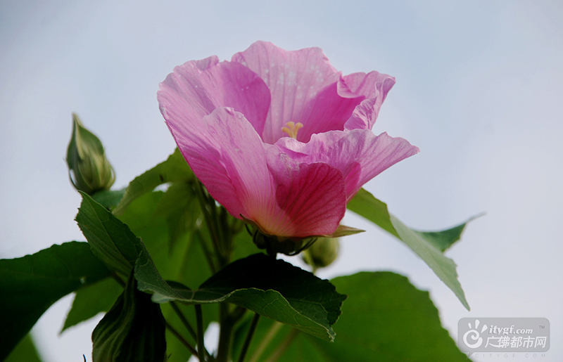 “正似美人初醉着，强抬青镜欲妆慵。”这是宋代诗人王安石形容木芙蓉的艳色。木芙蓉喜水，所以经常在水边能看到一排排木芙蓉。（网友捕风捉影摄于石湾湿地公园）