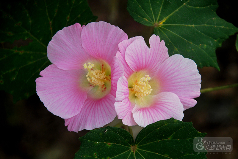 “正似美人初醉着，强抬青镜欲妆慵。”这是宋代诗人王安石形容木芙蓉的艳色。木芙蓉喜水，所以经常在水边能看到一排排木芙蓉。（网友捕风捉影摄于石湾湿地公园）