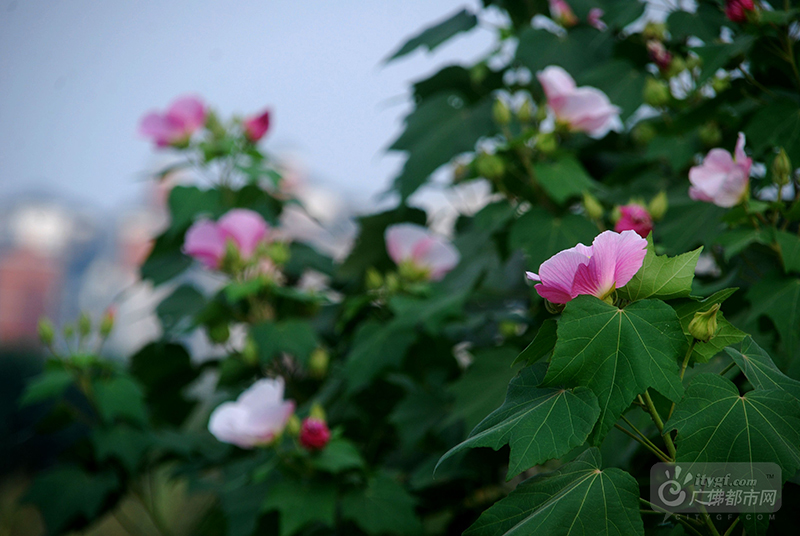 “正似美人初醉着，强抬青镜欲妆慵。”这是宋代诗人王安石形容木芙蓉的艳色。木芙蓉喜水，所以经常在水边能看到一排排木芙蓉。（网友捕风捉影摄于石湾湿地公园）