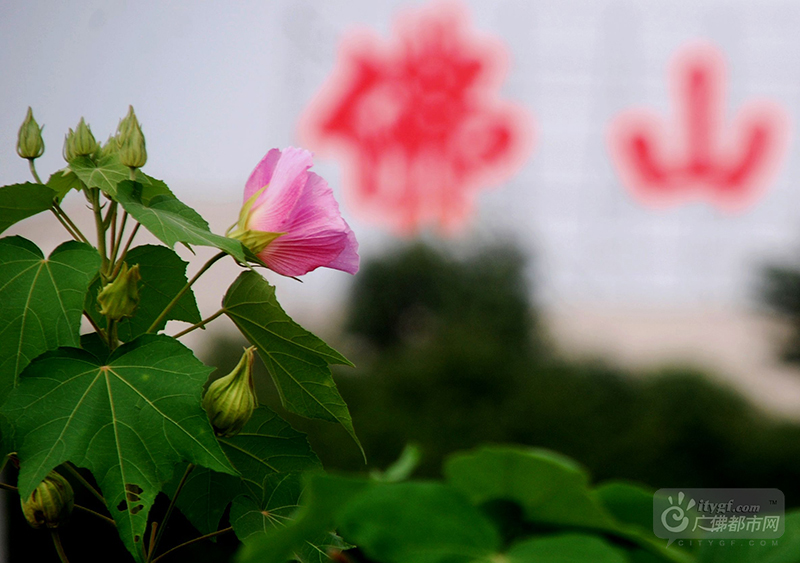“正似美人初醉着，强抬青镜欲妆慵。”这是宋代诗人王安石形容木芙蓉的艳色。木芙蓉喜水，所以经常在水边能看到一排排木芙蓉。（网友捕风捉影摄于石湾湿地公园）
