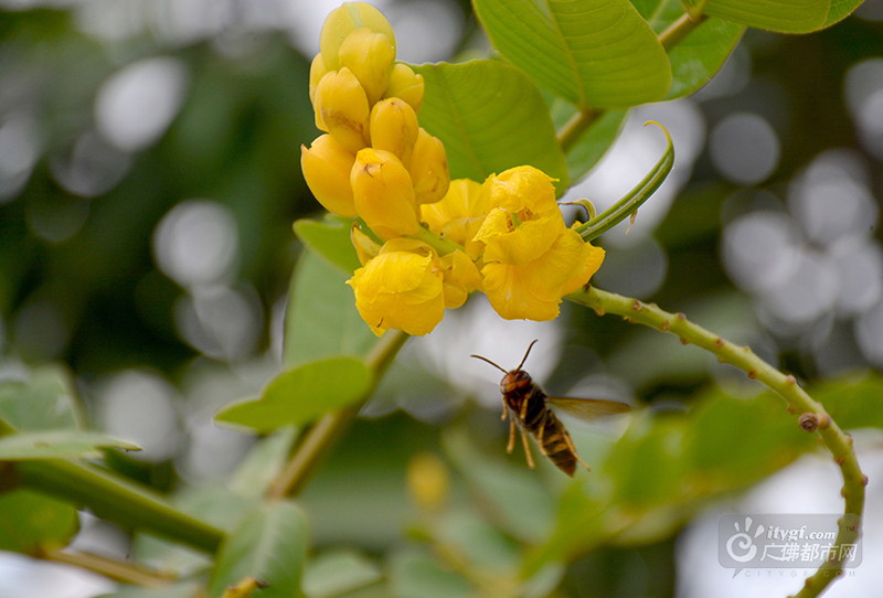 金黄之花，为公园带来一抹暖色，恰好营造出金秋收获季节那种喜洋洋的氛围。花多香艳，沁人心脾，令人振奋。（网友捕风捉影摄于石湾湿地公园）