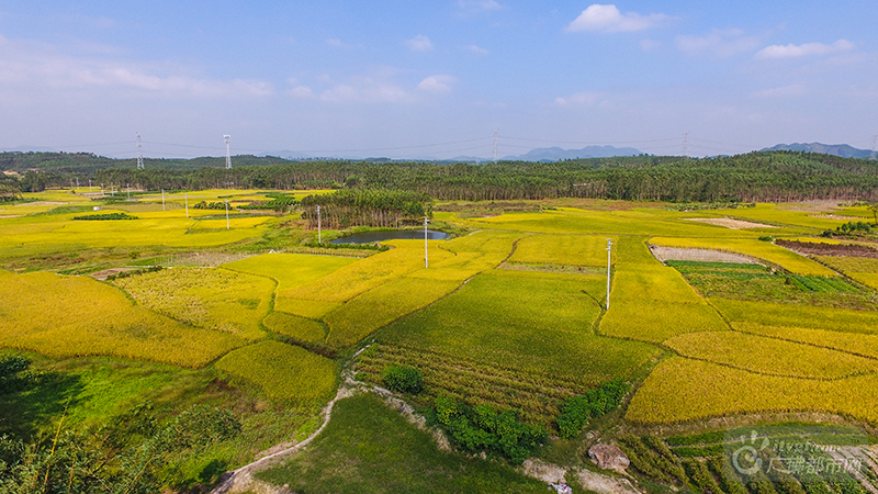 11月是秋收的时节，在佛山高明农田拾起一片金灿灿的时光！高明区的五万多亩晚稻已经陆续进入收割期，多家农户已经开始开镰、晒谷。广佛都市网龙上淳摄