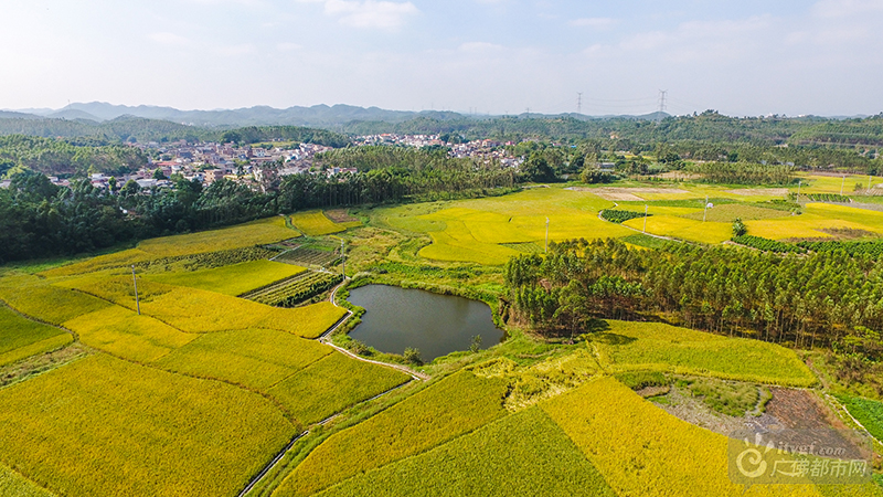 11月是秋收的时节，在佛山高明农田拾起一片金灿灿的时光！高明区的五万多亩晚稻已经陆续进入收割期，多家农户已经开始开镰、晒谷。广佛都市网记者陈智杰摄