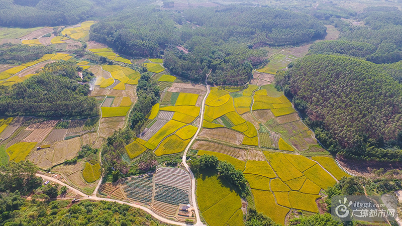 11月是秋收时节，在佛山高明农田拾起一片金灿灿的时光！高明区的五万多亩晚稻已经陆续进入收割期，多家农户已经开始开镰、晒谷。广佛都市网记者陈智杰摄