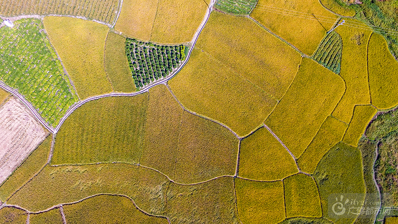 各个村落的稻田，写着明黄。高空鸟瞰，那金黄的方块绚烂得让人只想亲近。广佛都市网龙上淳摄