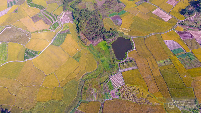 各个村落的稻田，写着明黄。高空鸟瞰，那金黄的方块绚烂得让人只想亲近。广佛都市网龙上淳摄