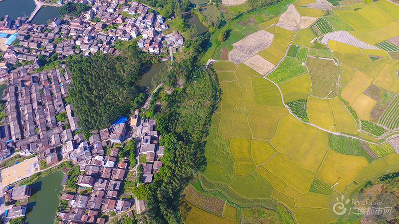 各个村落的稻田，写着明黄。高空鸟瞰，那金黄的方块绚烂得让人只想亲近。广佛都市网记者陈智杰摄