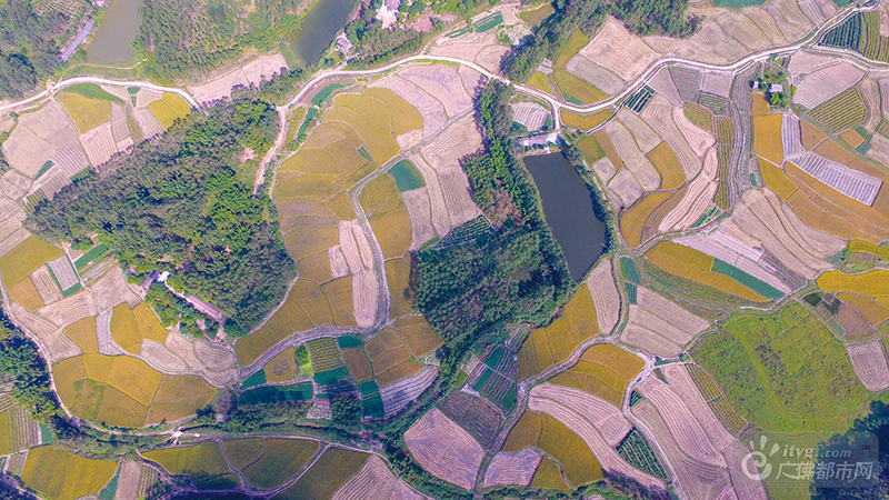 各个村落的稻田，写着明黄。高空鸟瞰，那金黄的方块绚烂得让人只想亲近。广佛都市网龙上淳摄