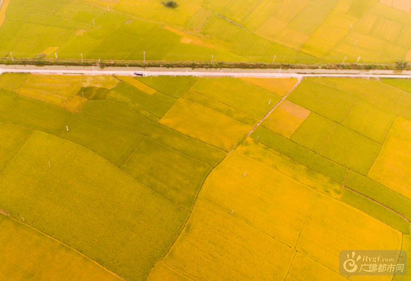 由于传统农业的转型，这片在珠三角的腹地种植的水稻已十分稀少。这片丰收的晚稻从空中看去，金灿灿一大片，壮观极了。网友行者阿飞摄
