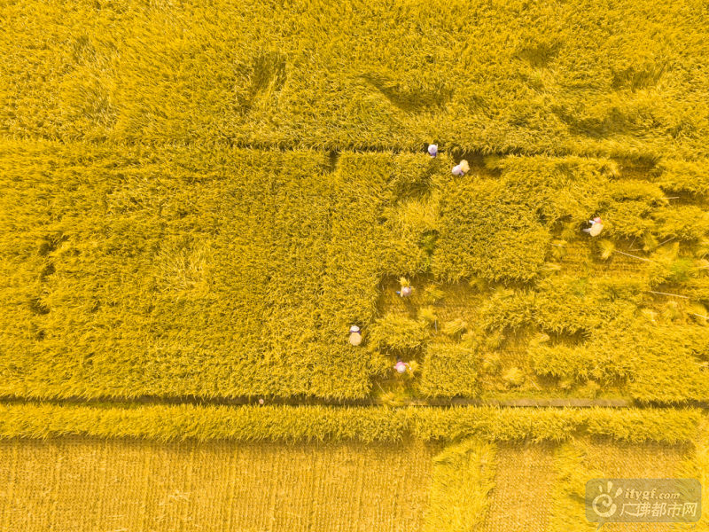 “稻花香里说丰年”，“丰年”对于农人们来说也是“忙年”。农人们带着草帽，挥舞着镰刀，收下一地金黄的辛劳。网友行者阿飞摄