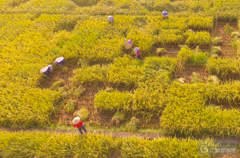 “稻花香里说丰年”，“丰年”对于农人们来说也是“忙年”。农人们带着草帽，挥舞着镰刀，收下一地金黄的辛劳。网友行者阿飞摄