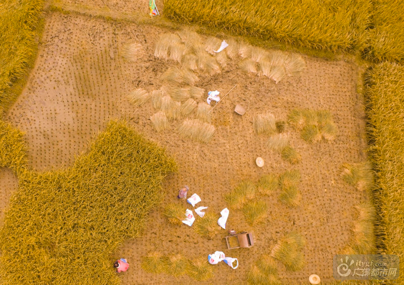 被收割的稻田从空中看去，仿佛露出了大片的土地“皮肤”。正是在这片土地上，孕育了今年丰硕的收成。网友行者阿飞摄