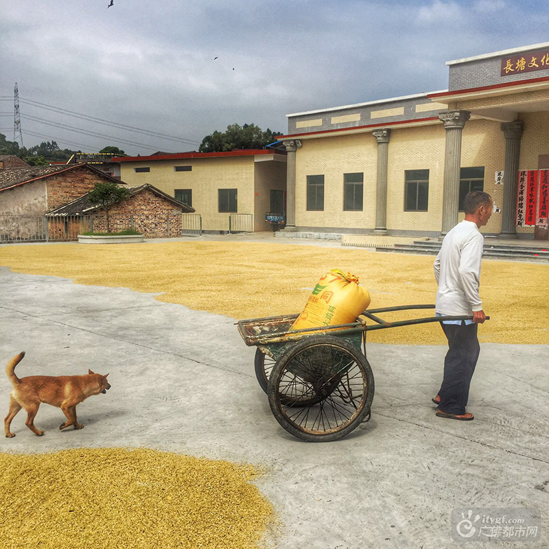 收割完，打谷后紧接着就进入了晒谷环节。近来天气凉爽干燥，晴空万里，高明稻田旁边的晒谷场里铺满了谷子。广佛都市网龙上淳摄