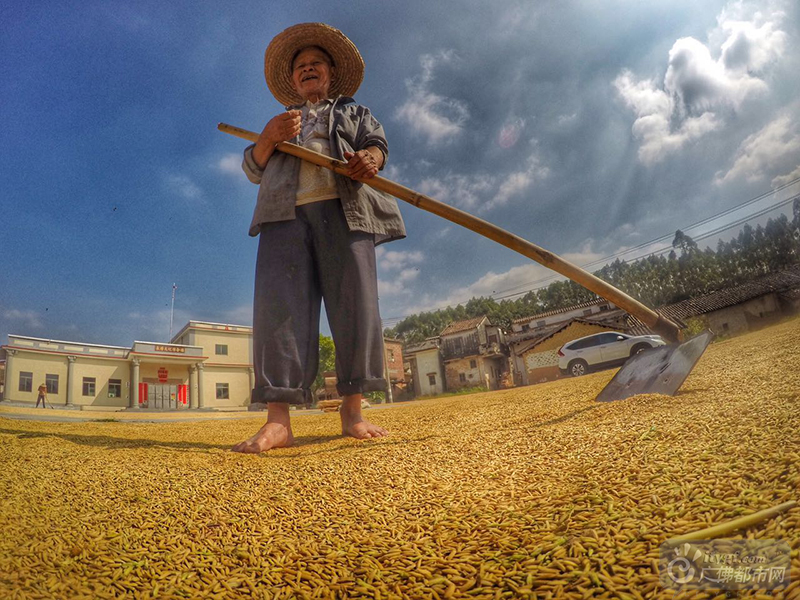 顶着火辣辣的太阳，农民伯伯赤脚上阵，真实演绎了“粒粒皆辛苦”的场景。广佛都市网龙上淳摄