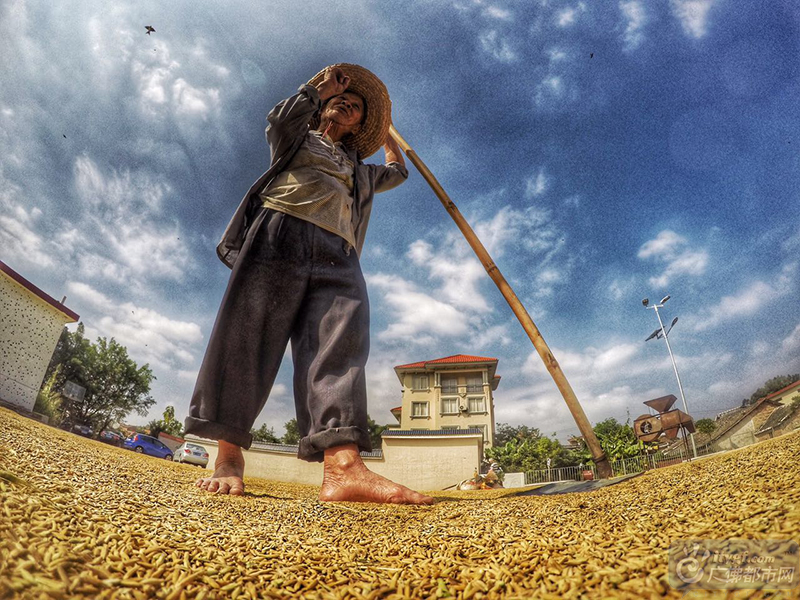 顶着火辣辣的太阳，农民伯伯赤脚上阵，真实演绎了“粒粒皆辛苦”的场景。广佛都市网龙上淳摄