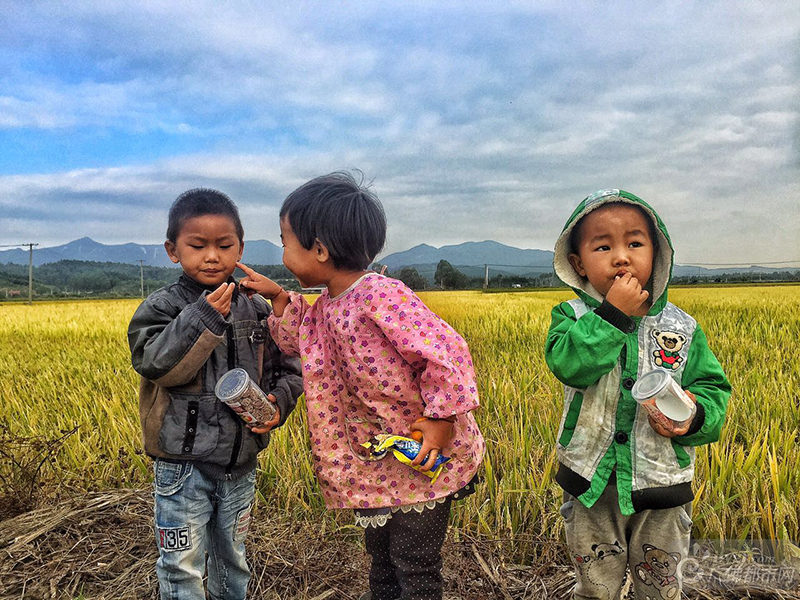 和同龄的小伙伴相约金色稻田，闻着淡淡的稻香。这或许就是童年的味道。广佛都市网龙上淳摄