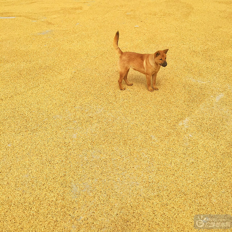 看到这一地的丰收，小狗也忍不住过来瞧瞧。广佛都市网龙上淳摄