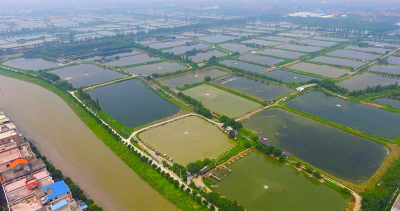 丹灶的历史也相当夺目，因晋代道教炼丹大师葛洪在此炼丹留下炉灶而得名，还是近代维新运动领袖康有为的出生地。图为丹灶镇政府周边航拍。（来源：大粤网）