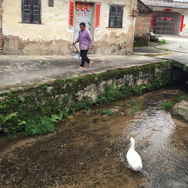 “门前大桥下游过一只鸭”，这里的随处一景都是一首童谣，趣味横生。（门前白鸭 广佛都市网记者谭杰才摄于云勇村）