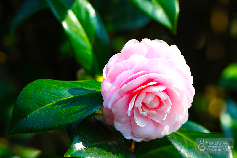 冬天的北方早已冰雪飘零，而岭南的冬天依旧是绿城飞花，生机勃勃。西樵山上200亩老茶园的茶花开满整个山头，俨然一派阳春三月的好光景。（广佛都市网记者陈智杰摄）