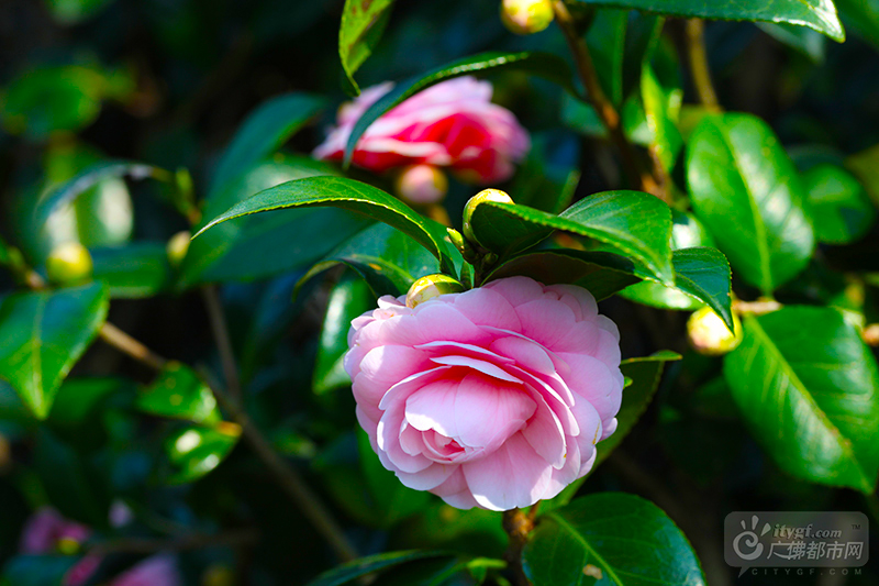 冬天的北方早已冰雪飘零，而岭南的冬天依旧是绿城飞花，生机勃勃。西樵山上200亩老茶园的茶花开满整个山头，俨然一派阳春三月的好光景。（广佛都市网记者陈智杰摄）