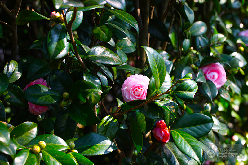 冬天的北方早已冰雪飘零，而岭南的冬天依旧是绿城飞花，生机勃勃。西樵山上200亩老茶园的茶花开满整个山头，俨然一派阳春三月的好光景。（广佛都市网记者陈智杰摄）
