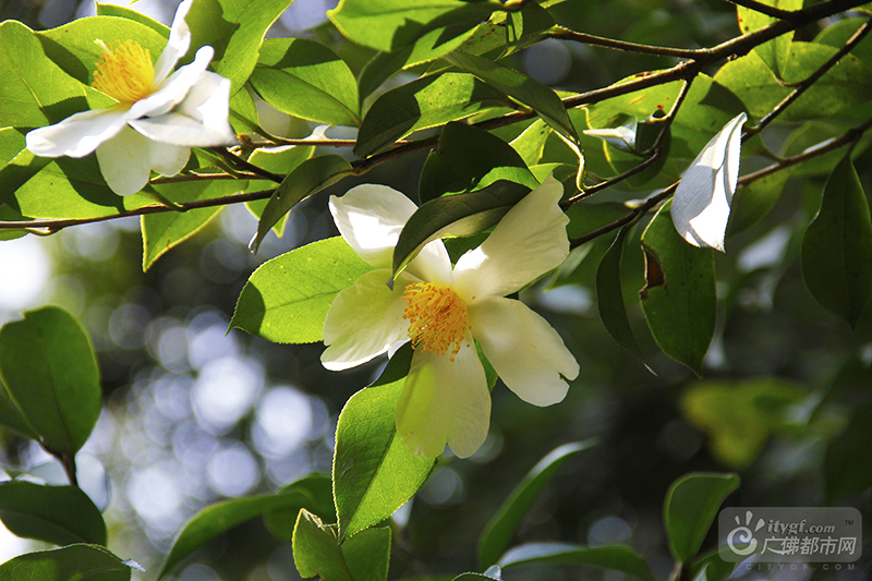 连绵起伏的老茶林郁郁葱葱，洁白如雪的油茶花顺着地势竞相开放。清风阵阵，散发出沁人心脾的白花油茶香气。（西樵山风景名胜区供图）