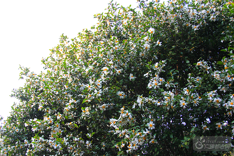 连绵起伏的老茶林郁郁葱葱，洁白如雪的油茶花顺着地势竞相开放。清风阵阵，散发出沁人心脾的白花油茶香气。（西樵山风景名胜区供图）