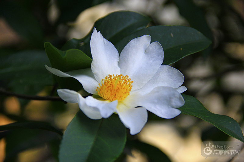 连绵起伏的老茶林郁郁葱葱，洁白如雪的油茶花顺着地势竞相开放。清风阵阵，散发出沁人心脾的白花油茶香气。（西樵山风景名胜区供图）