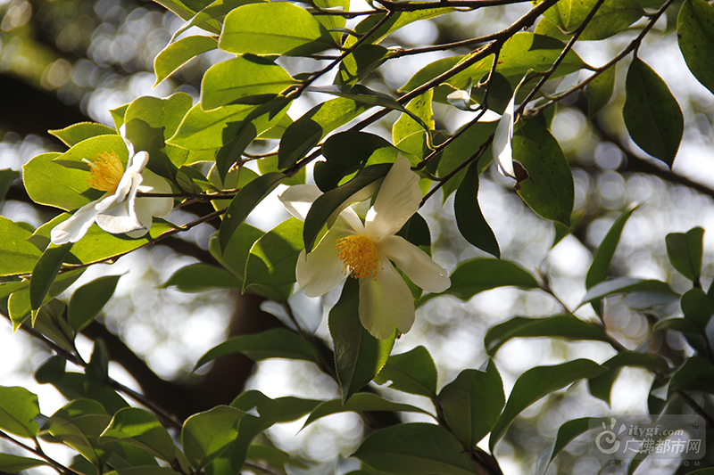 一层雪白的花瓣迎风舒展，金黄色的花蕊惹来蝴蝶翩翩，小小的一朵，缀满枝头，摇曳生姿，香气袭人。（西樵山风景名胜区供图）