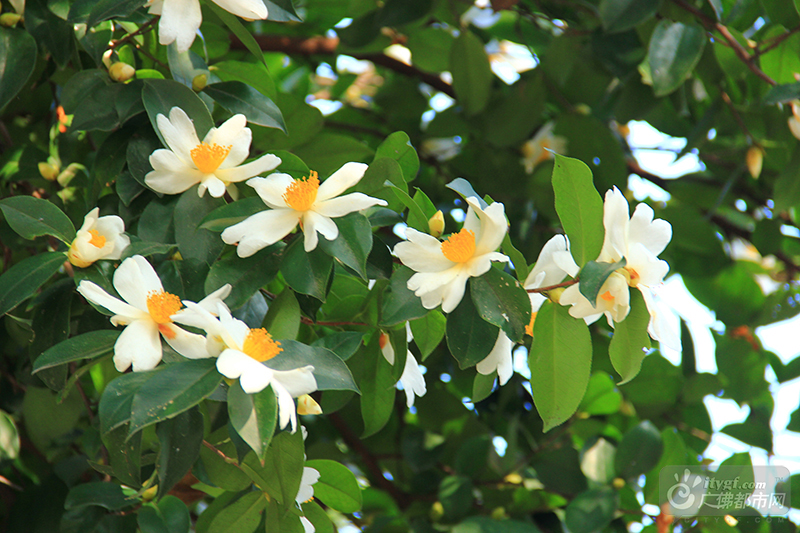 一层雪白的花瓣迎风舒展，金黄色的花蕊惹来蝴蝶翩翩，小小的一朵，缀满枝头，摇曳生姿，香气袭人。（西樵山风景名胜区供图）