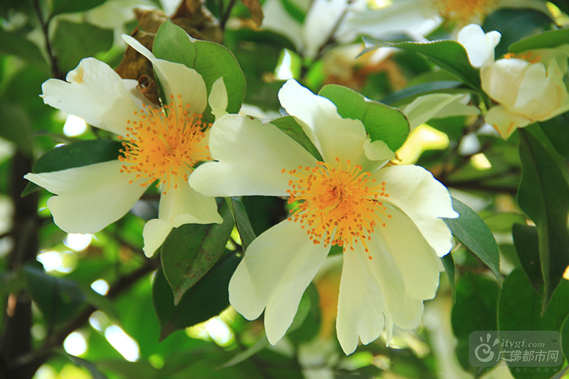 一层雪白的花瓣迎风舒展，金黄色的花蕊惹来蝴蝶翩翩，小小的一朵，缀满枝头，摇曳生姿，香气袭人。（西樵山风景名胜区供图）