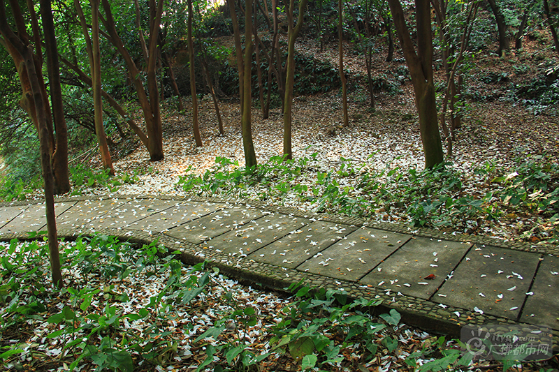 微风吹过，吹落一地洁白的花瓣，落英簌簌，宛如下雪一般。（西樵山风景名胜区供图）