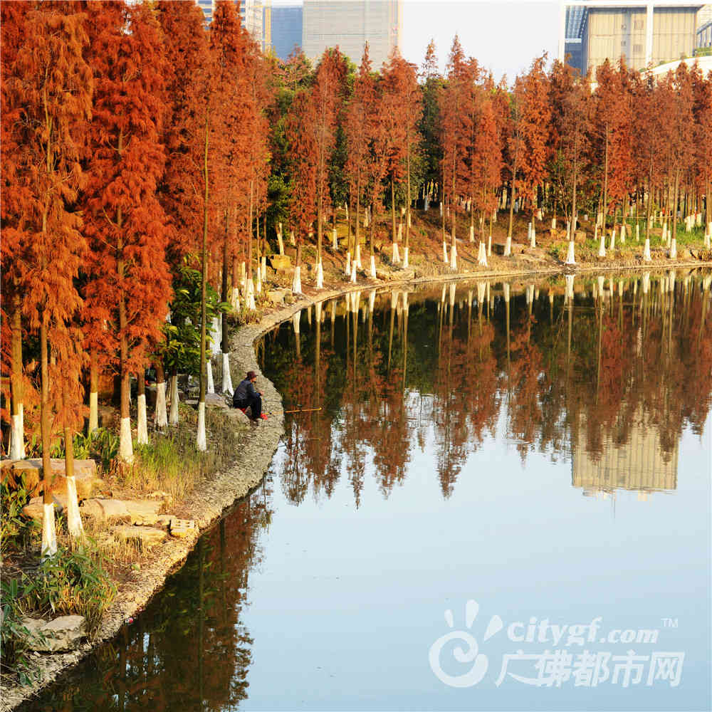 佛山新城秋色浓（摄于佛山公园） 作者：FS大热劢