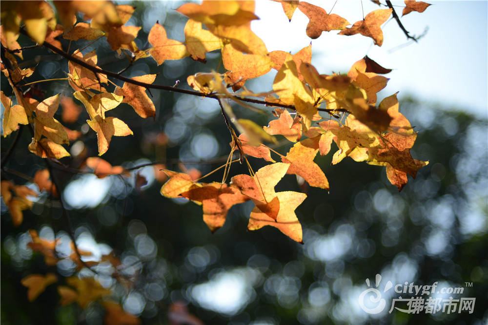 佛山新城秋色浓（摄于佛山公园） 作者：FS大热劢