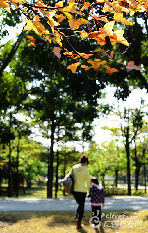 佛山新城秋色浓（摄于佛山公园） 作者：FS大热劢