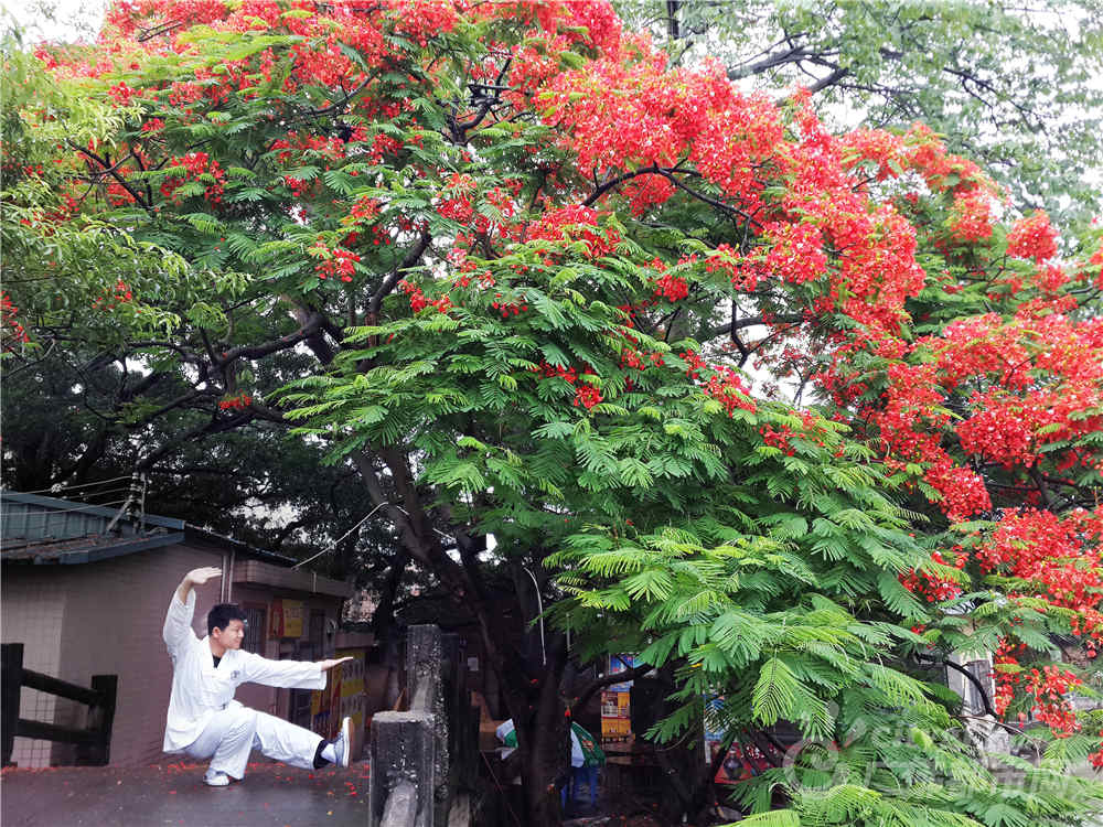 凤凰花开的季节