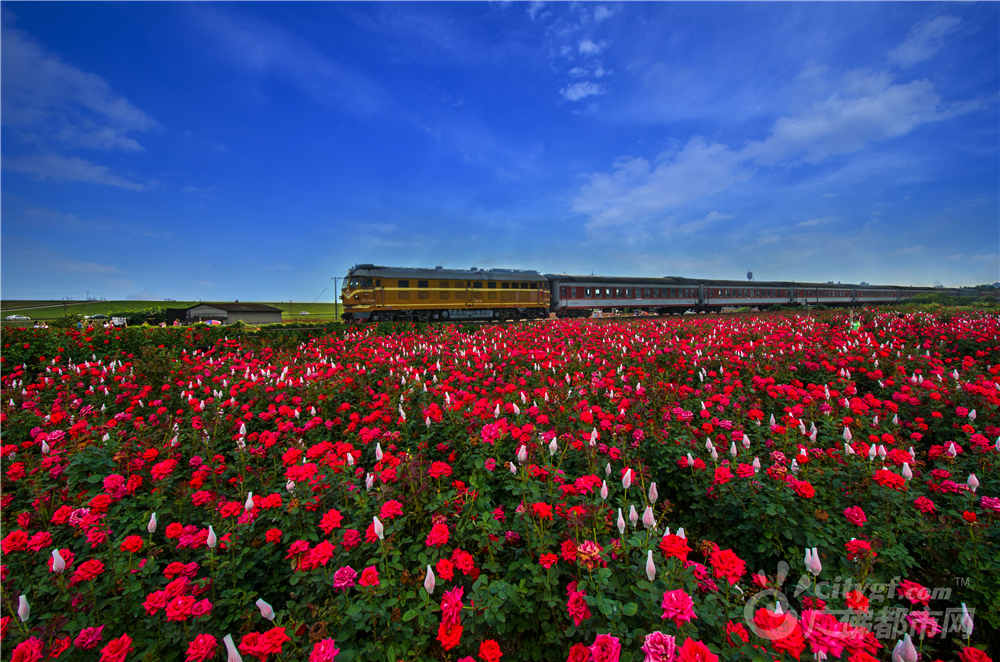 开往春天的列车（南海狮山） 作者：李蕴