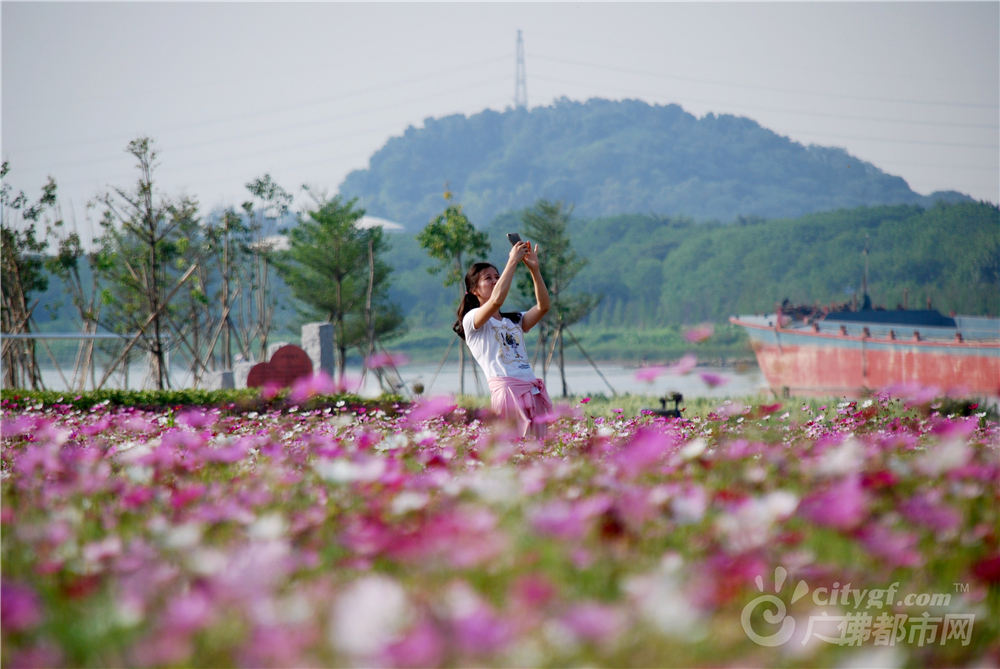 里水流潮花海中感受佛山花之美。