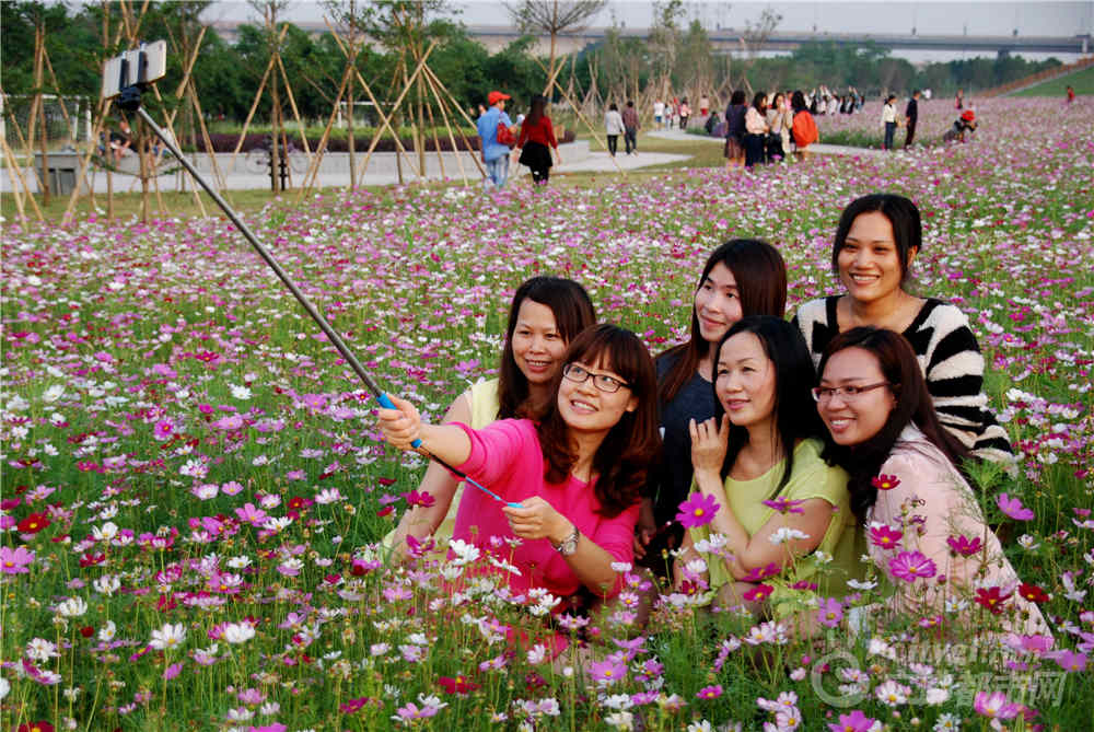市民在里水花海中合影留念