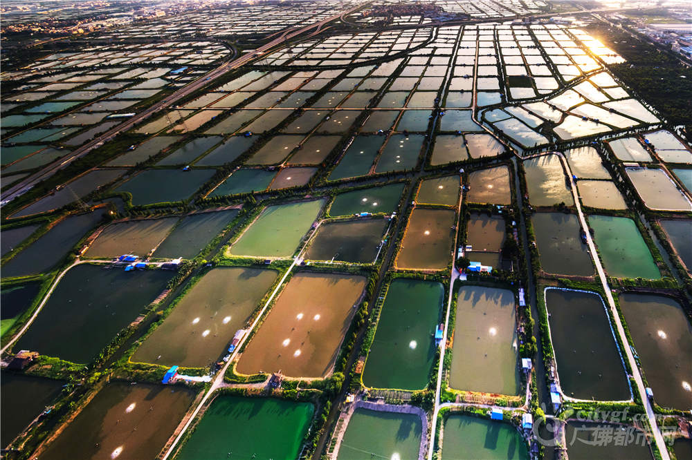 桑基鱼塘是我国珠三角地区，为充分利用土地而创造的一种挖深鱼塘，垫高基田，塘基植桑，塘内养鱼的高效人工生态系统。作者：何迎僖