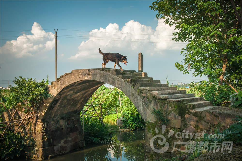 位于顺德勒流镇的龙眼村,蓝天白云,小河古桥.村民忙于耕作农地,极具乡村气息。作者：阮文标